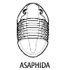 Asaphida
