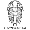 Corynexochida