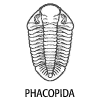 Phacopida